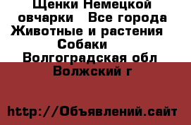 Щенки Немецкой овчарки - Все города Животные и растения » Собаки   . Волгоградская обл.,Волжский г.